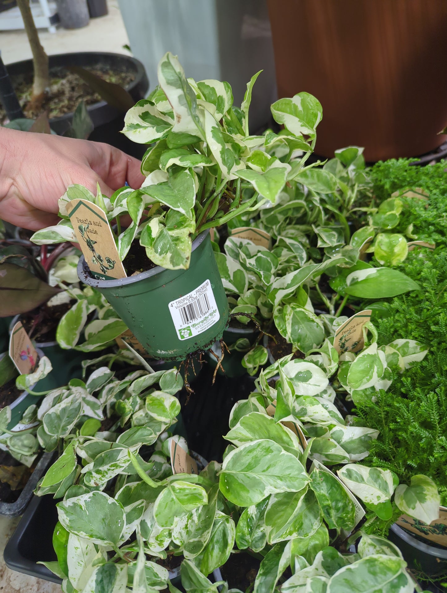 POTHOS-PEARL & JADE 4 in