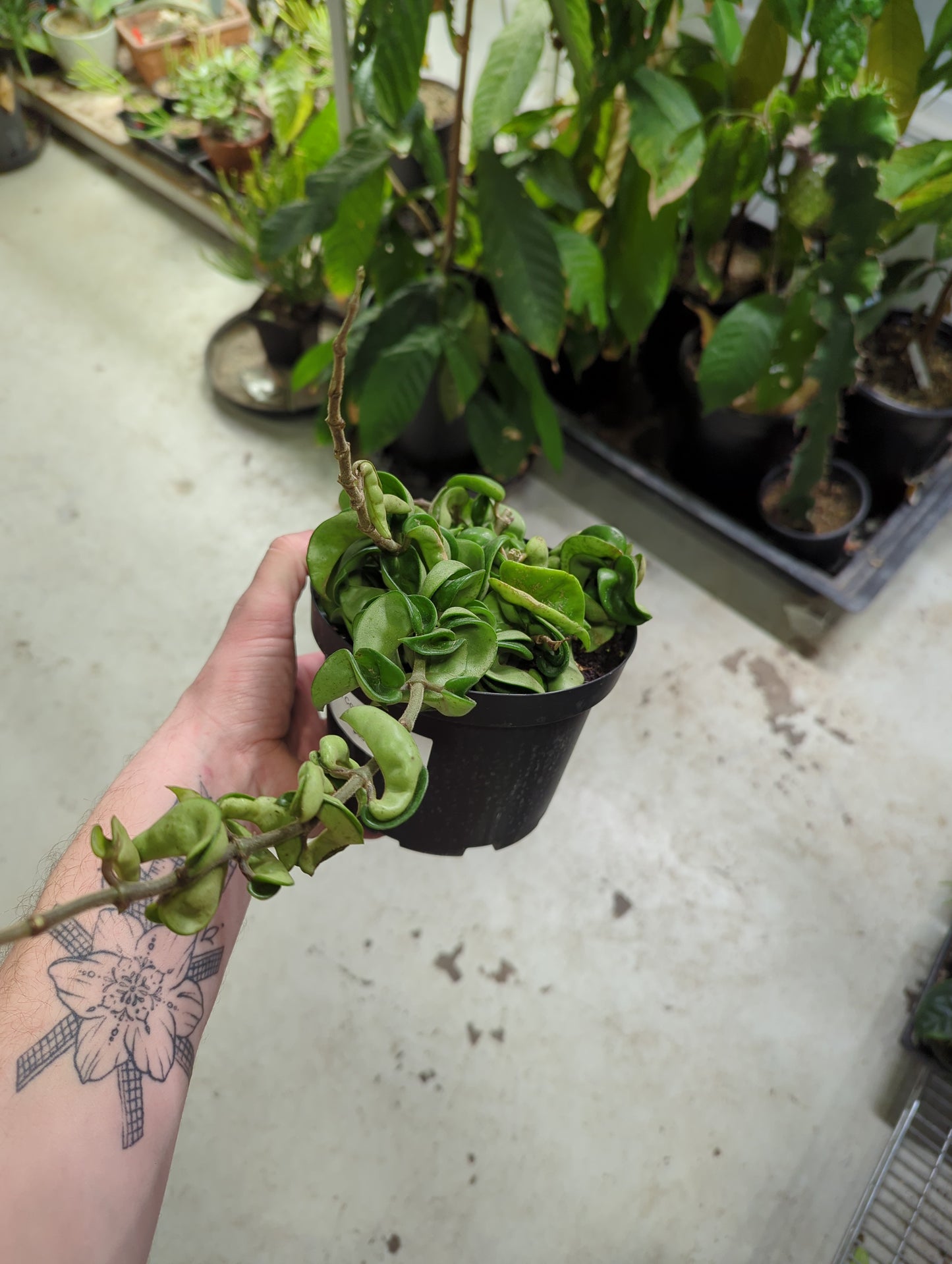 Hoya Compacta Hindu Rope 6"