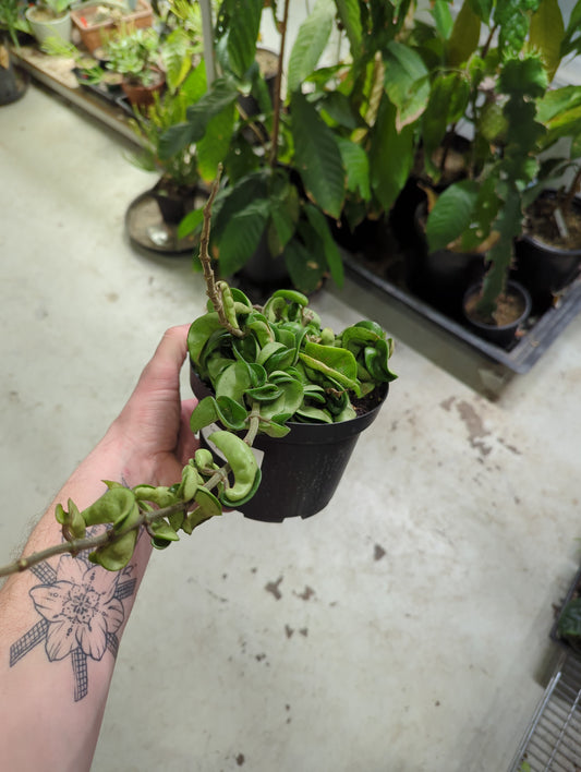 Hoya Compacta Hindu Rope 6"