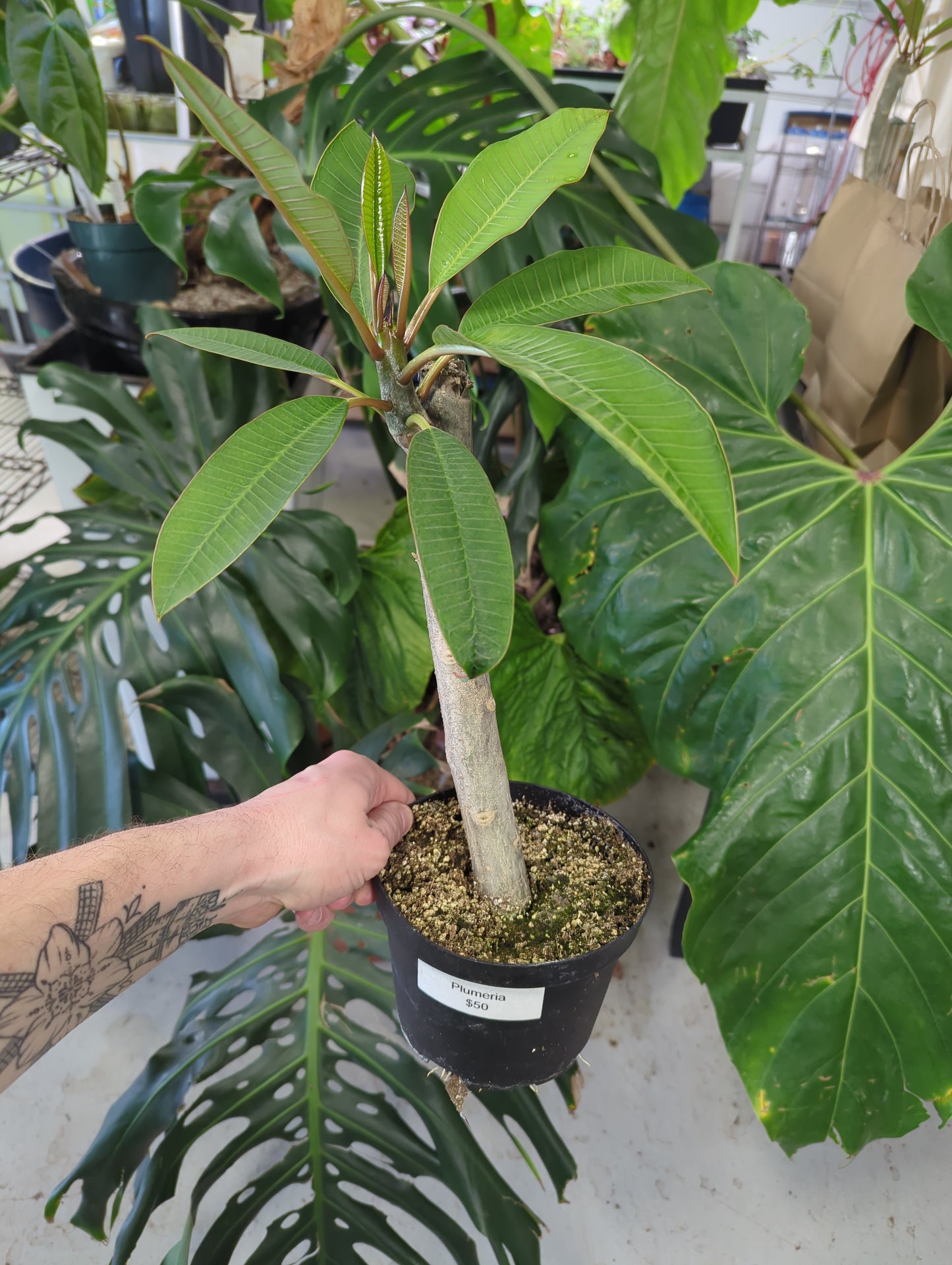 Plumeria Rubra Aztec Gold