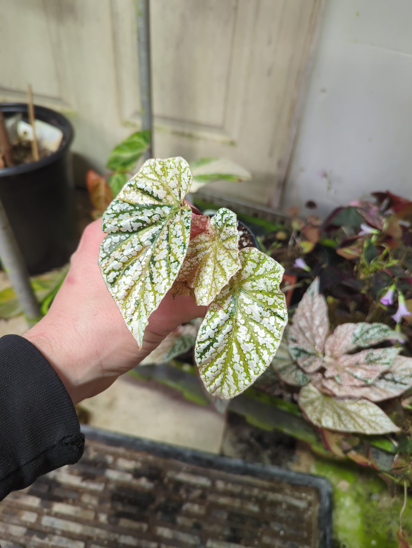 Begonia Snow Capped Variegated