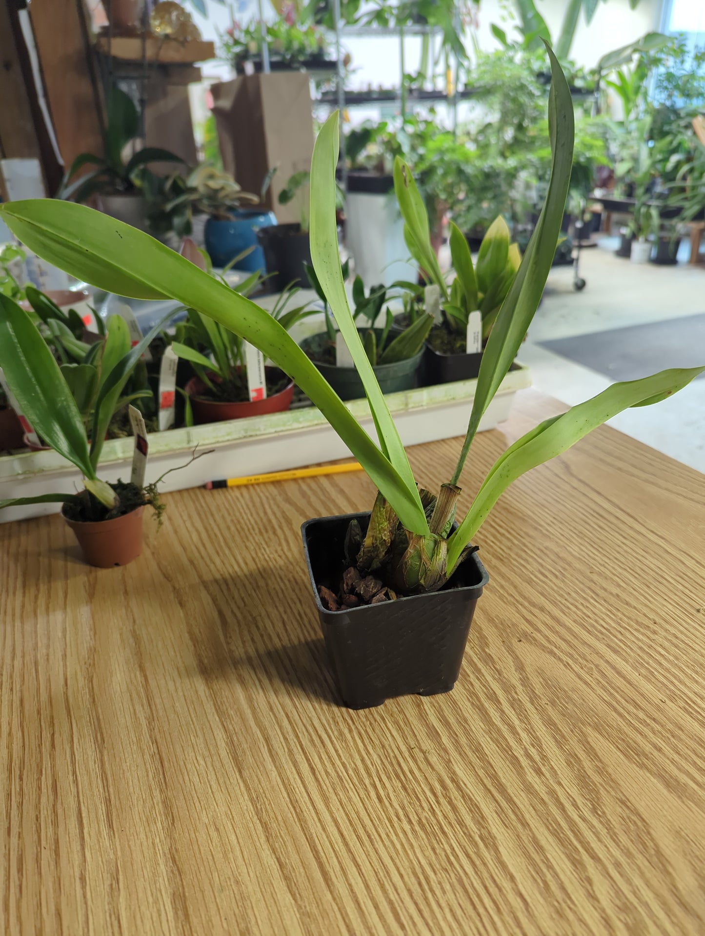 Oncidium Lovely Penguin 'Emperor