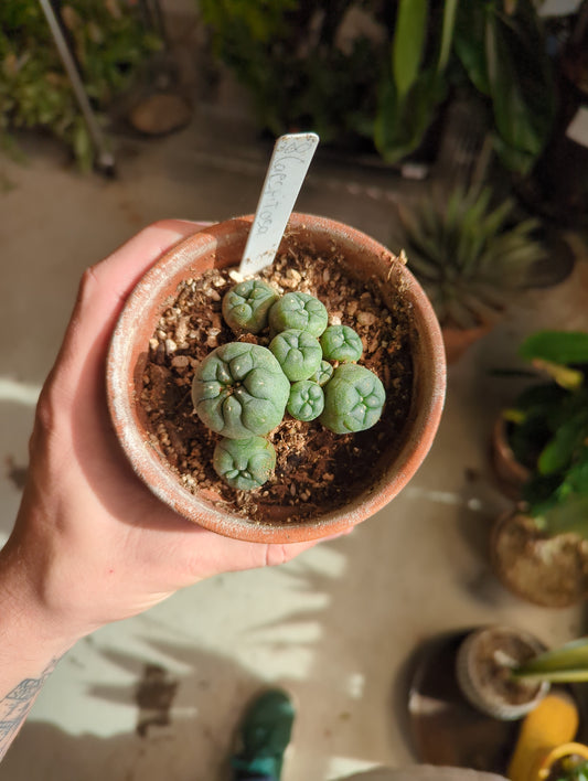 Lophophora Caespitosa 4 - 6 inch pot