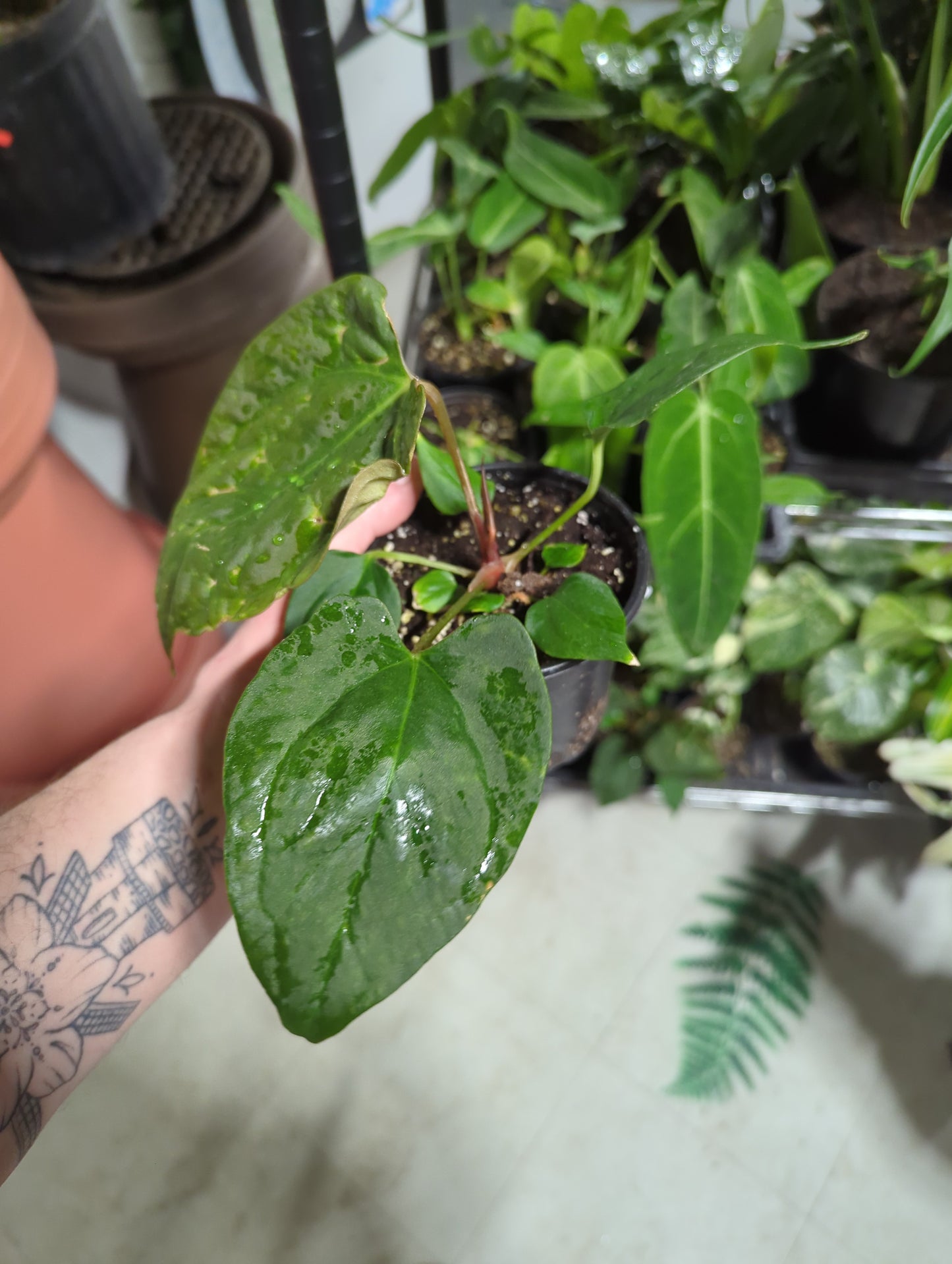 Anthurium Portillae 4"