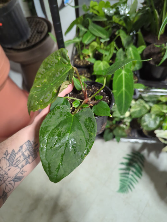 Anthurium Portillae 4"