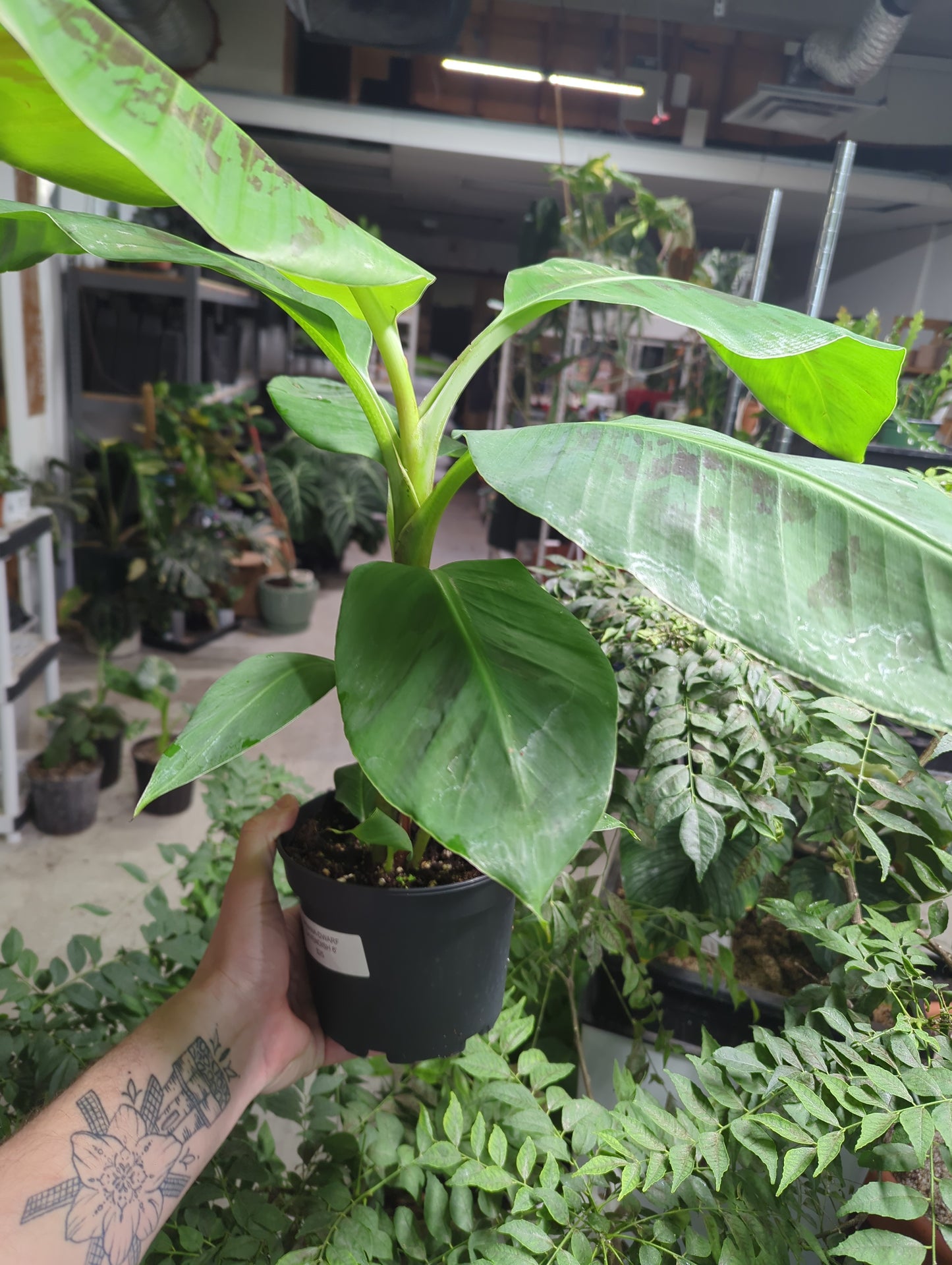 BANANA-DWARF CAVENDISH 6'