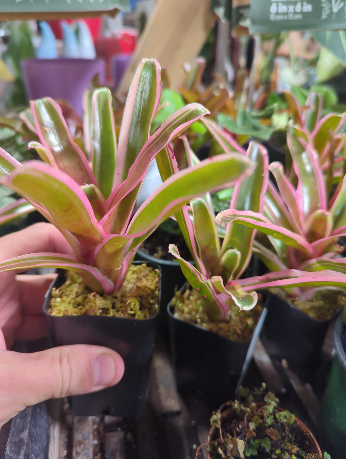 Mini bromeliad