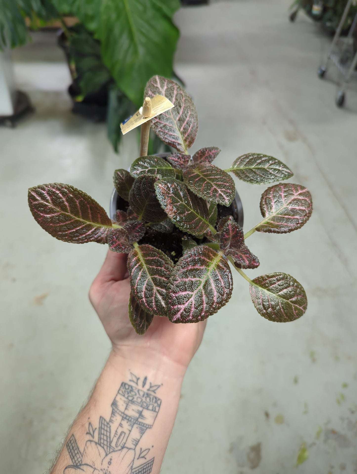 Episica Copper 4 inch