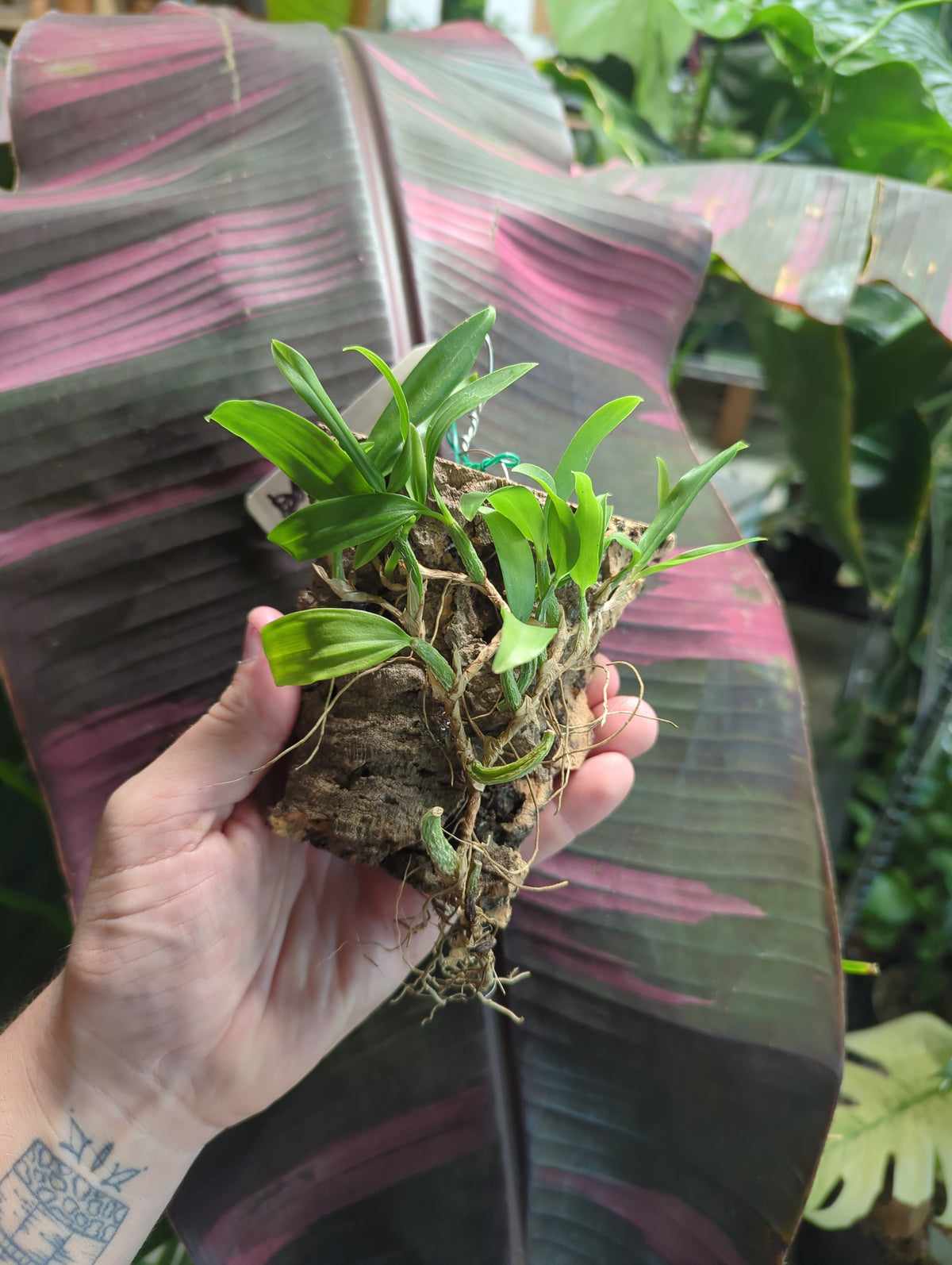 Coelogyne Fimbriata mounted orchids