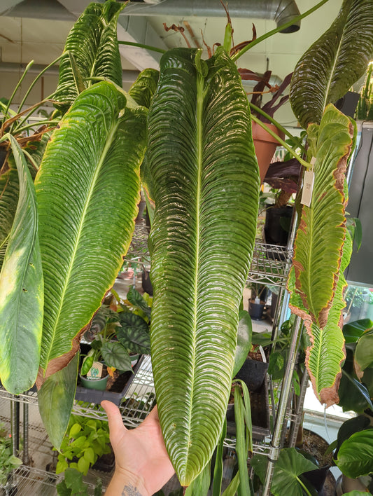 Anthurium Veitchii XXXXL