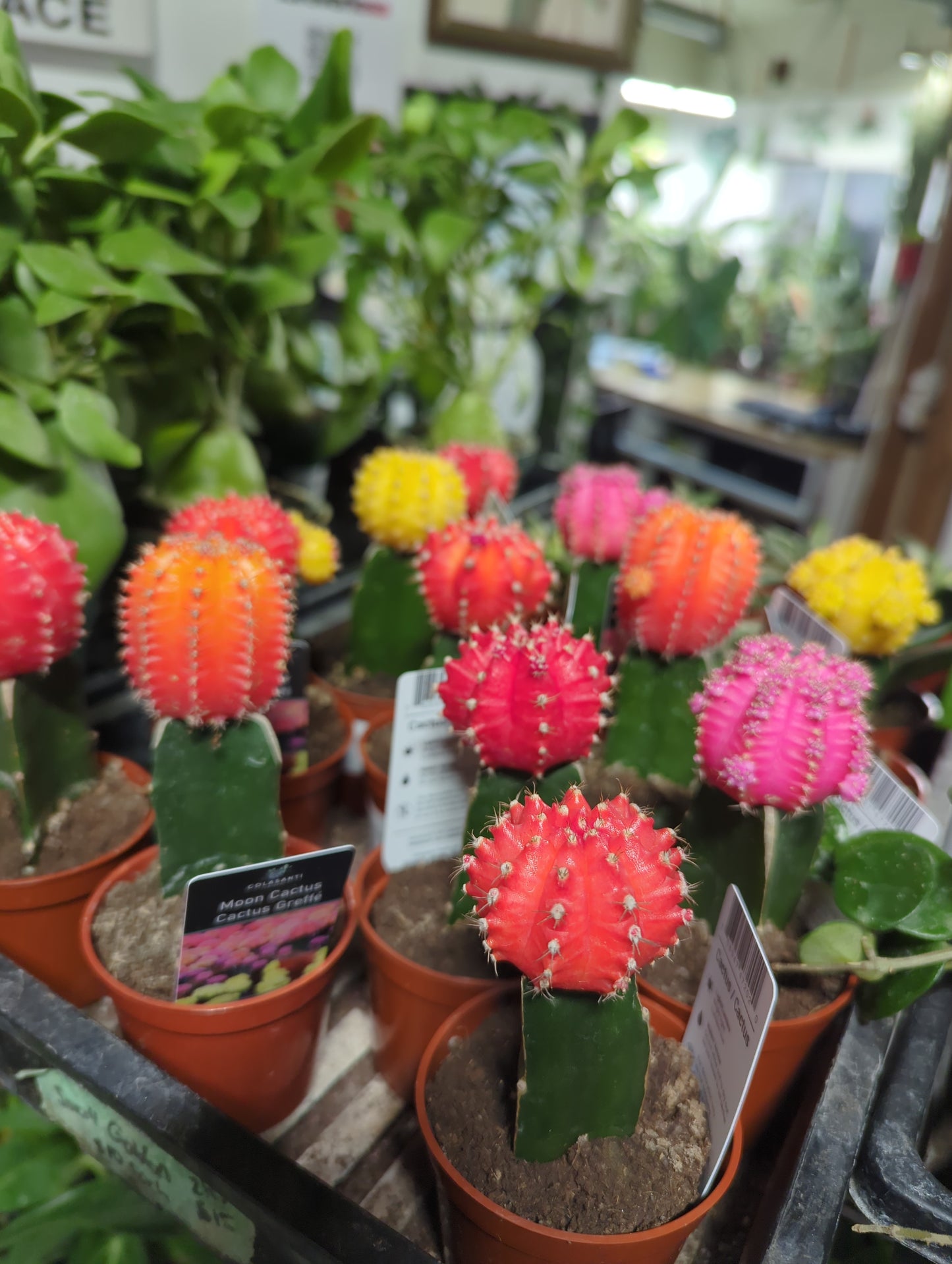Grafted Moon Cactus 2.5"
