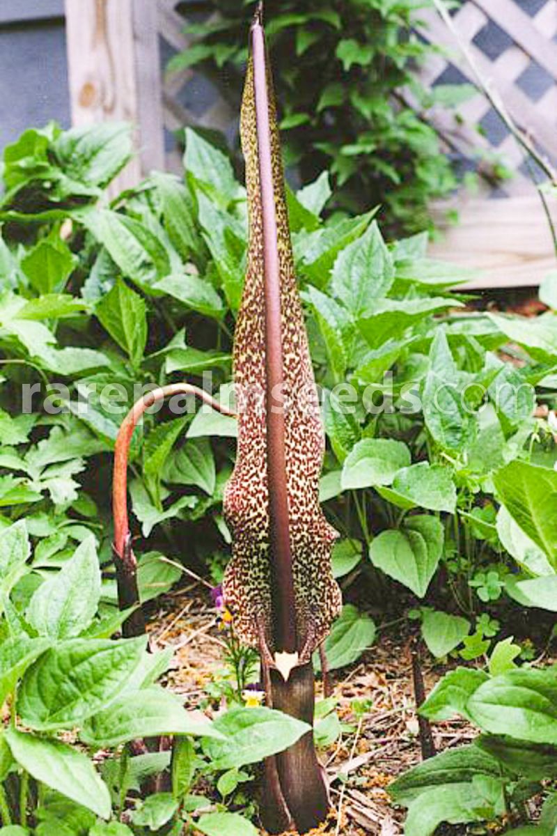 Sauromatum venosum