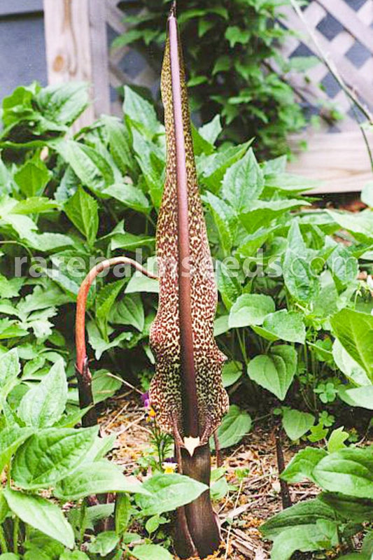 Sauromatum venosum